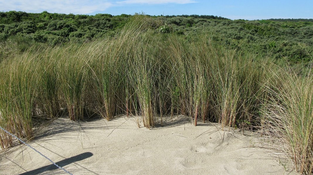 2014 Ile de Noirmoutiers Sylt (370)